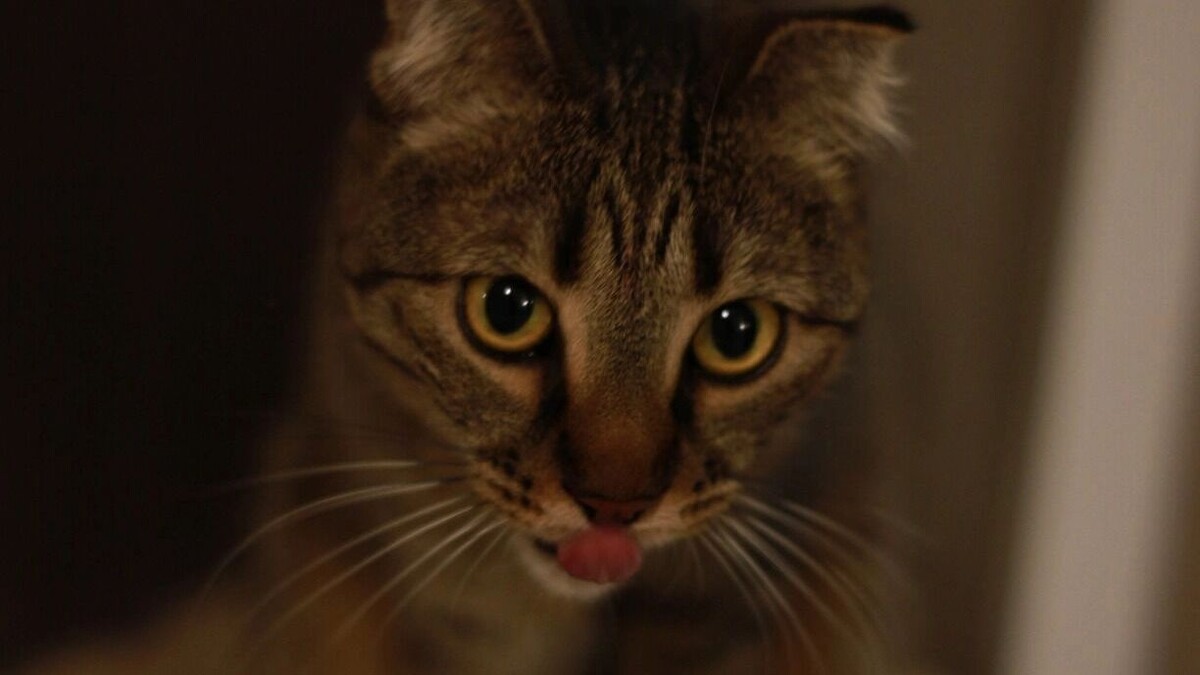     Источник: 1MI