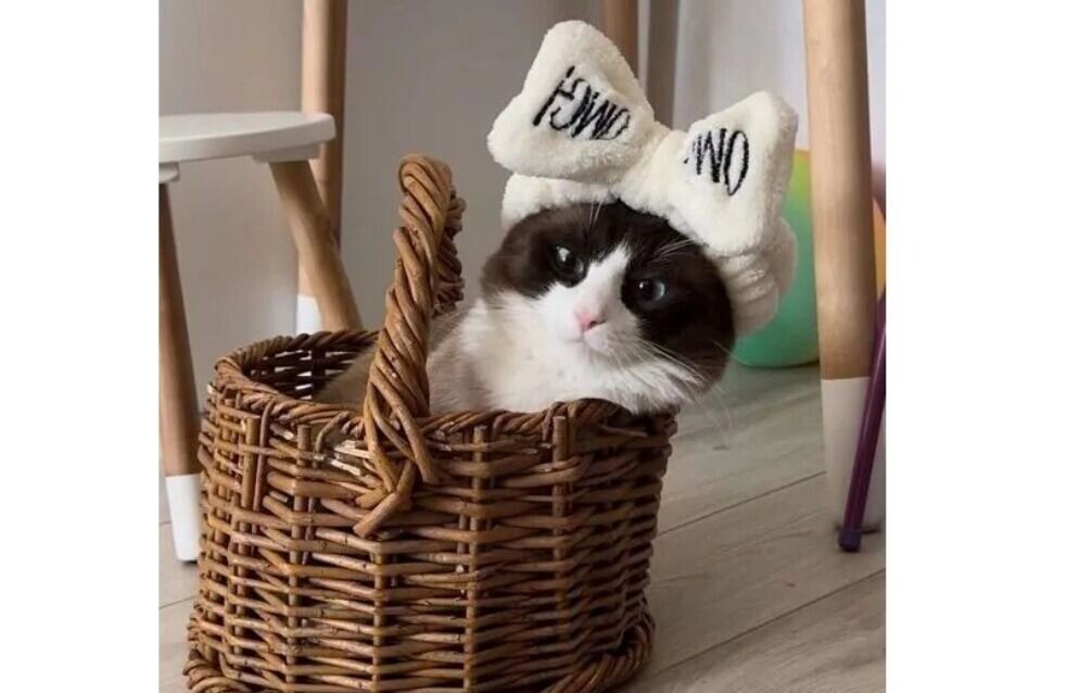     Источник: Скриншот авито