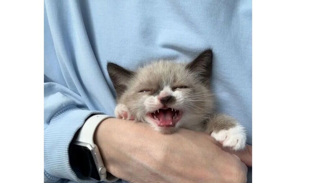     Источник: Скриншот авито