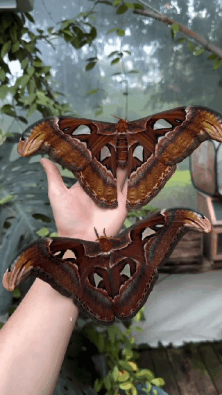 Бабочка Атлас — удивительный пример того, как природа сочетает красоту, изящество и хитроумные способы выживания