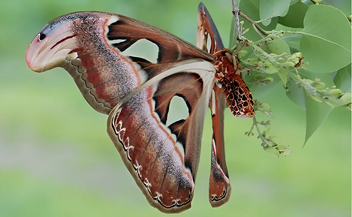 Бабочка Атлас обитает в тропических и субтропических лесах Юго-Восточной Азии