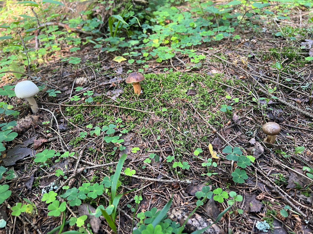 Описание автора: «Слева направо - шампиньон перелесковый, польский и свинушка тонкая облюбовали один бугорок. Сколько там, под землей грибниц разных грибов и они как-то взаимодействуют, конкурируют наверно)». Ядовитые: Paxillus involutus.