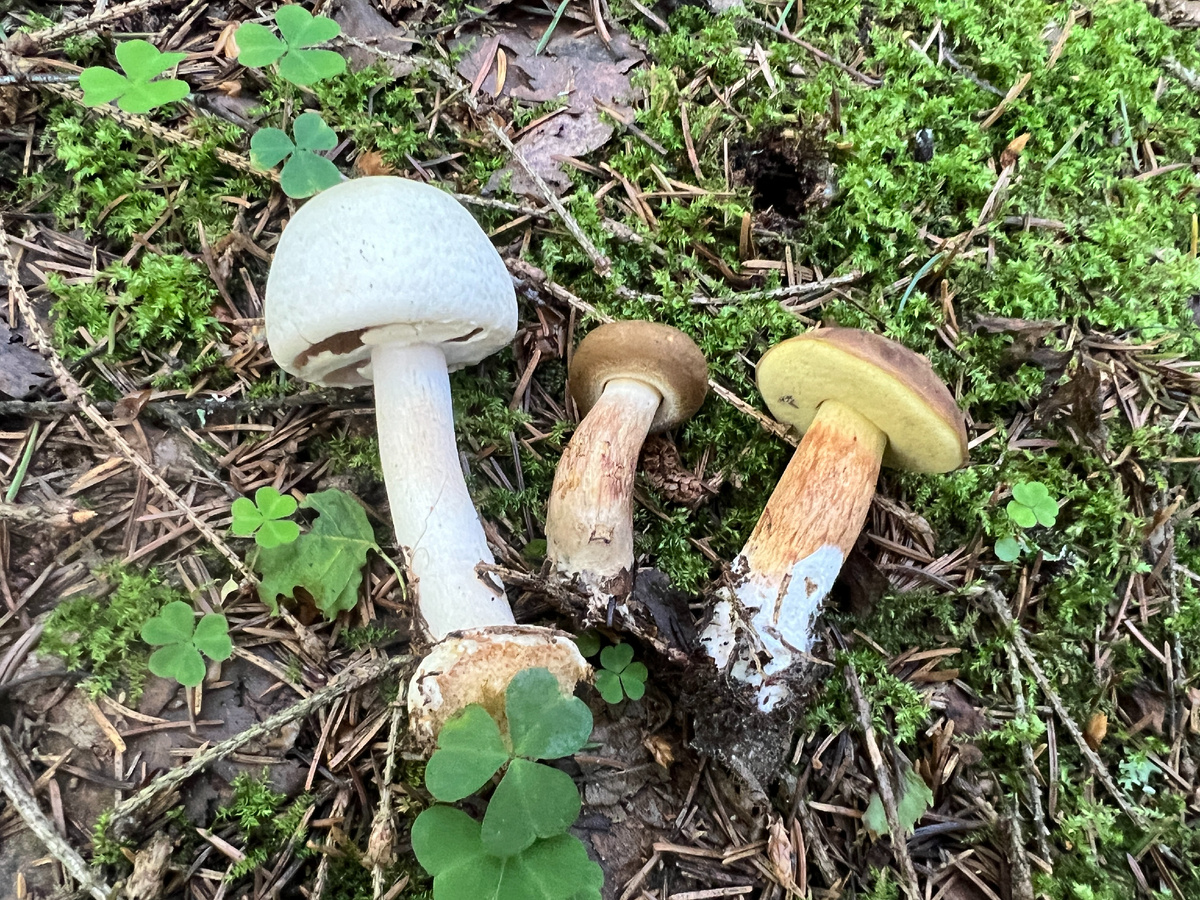 Описание автора: «шампиньон, свинушка и польский». Статья: https://dzen.ru/a/aGngm0kt8BAlgXBN?feed_exp=ordinary_feed&from=channel&integration=site_desktop&place=layout&secdata=CM%2Fq6%2FD9MiABUA9qAQGQAQA%3D&rid=3777985357.1689.1751791415782.60155&referrer_clid=1400&.