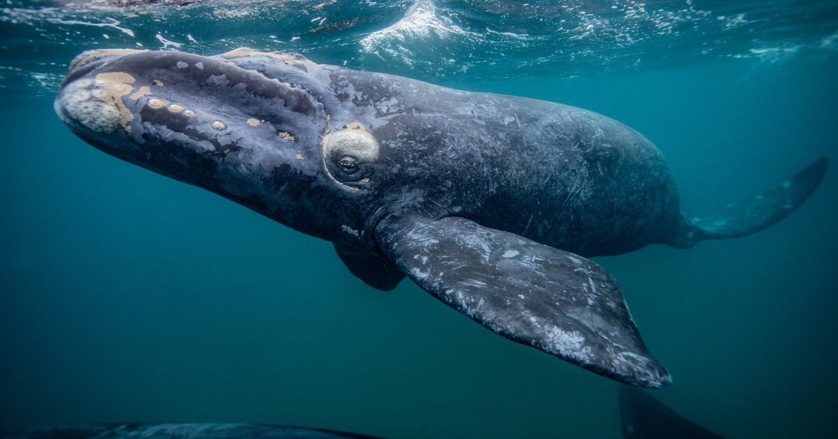 ГРЕНЛАНДСКИЙ КИТ 