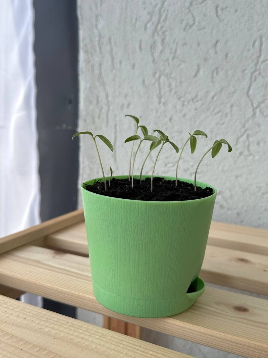 Томаты черри набор для выращивания