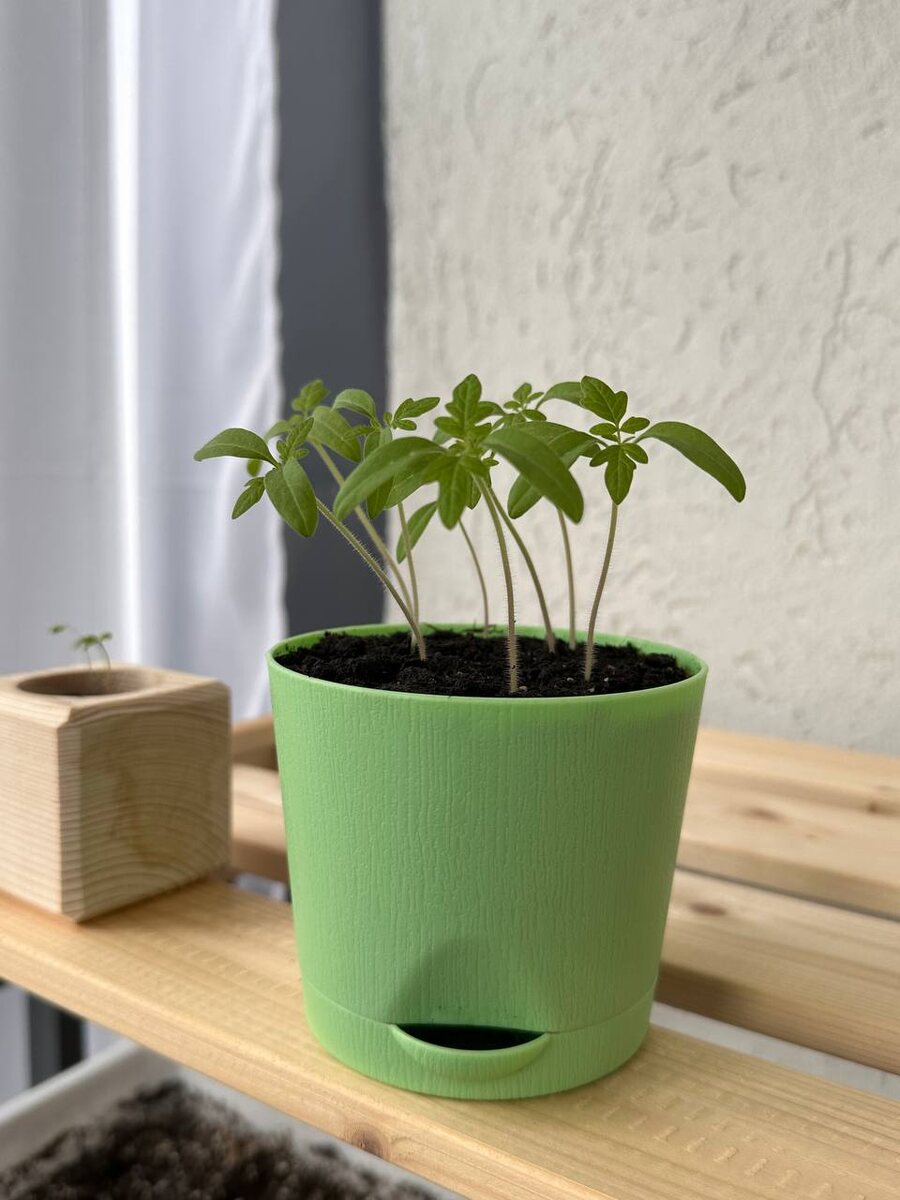 Томаты черри набор для выращивания