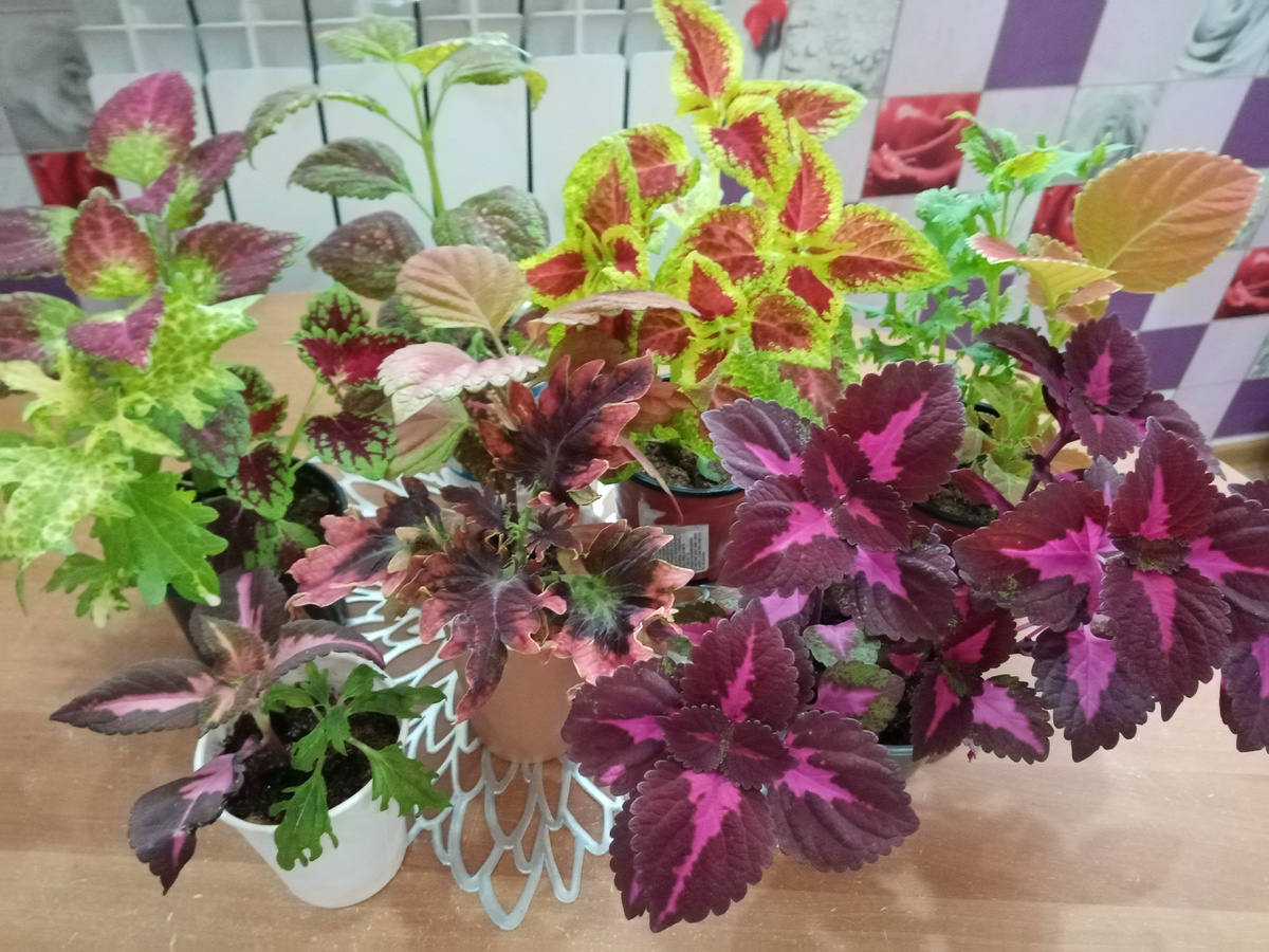 семенные и вегетативные колеусы в квартире перед высадкой на даче/фото автора