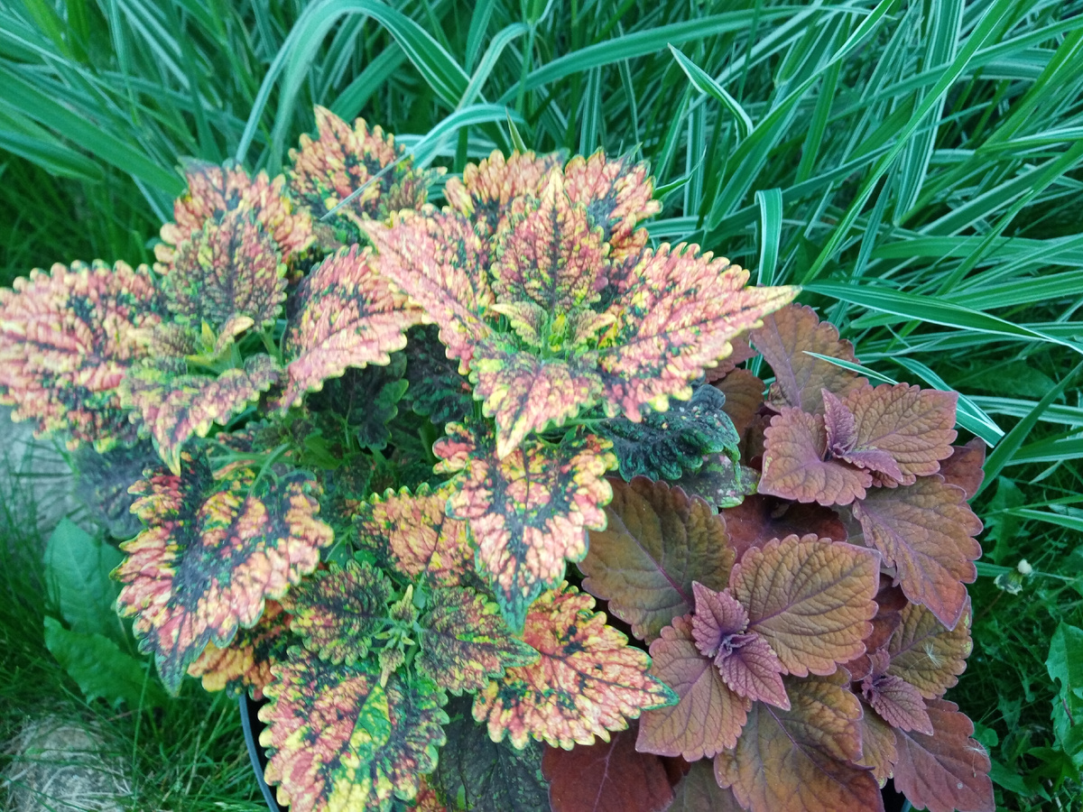 колеусы подрастают/фото автора