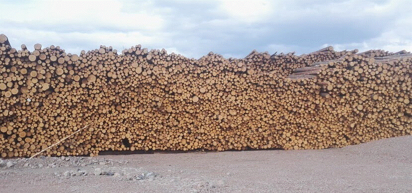 Древесина для бумаги