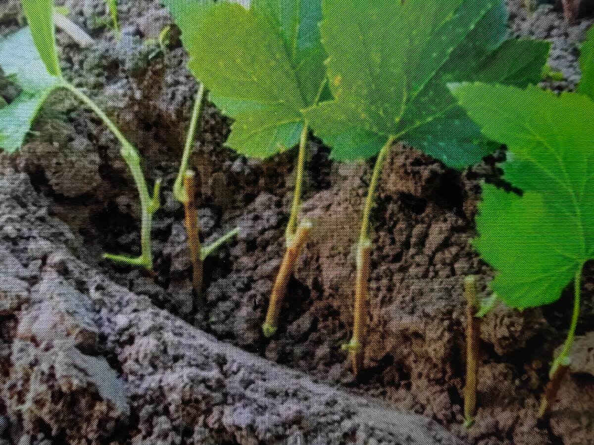 Размножение зелеными черенками.