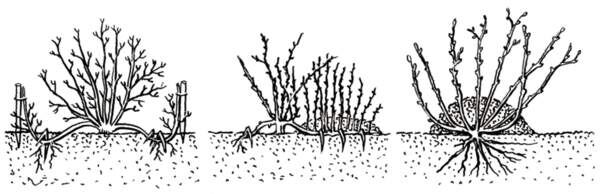 Способ укоренения отводков