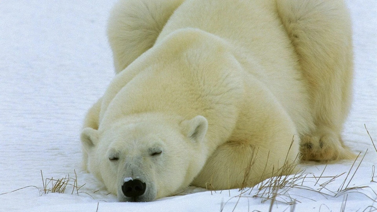 Фото с сайта: https://www.softpaz.com/wallpapers/download-a-bear-of-a-day-wallpaper-3781.htm