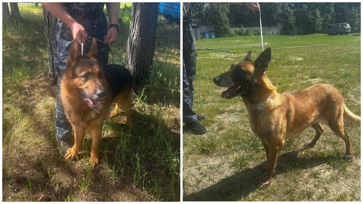    «Вам друг не нужен?». Кинологи Сургута ищут хозяев для собак, вышедших на пенсию