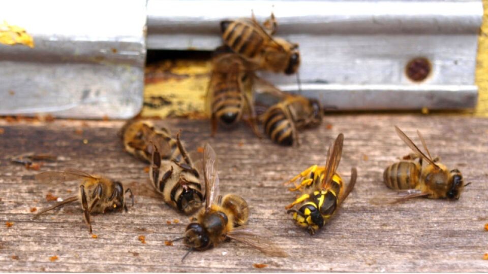    Мор пчел. Источник: pixabay.com