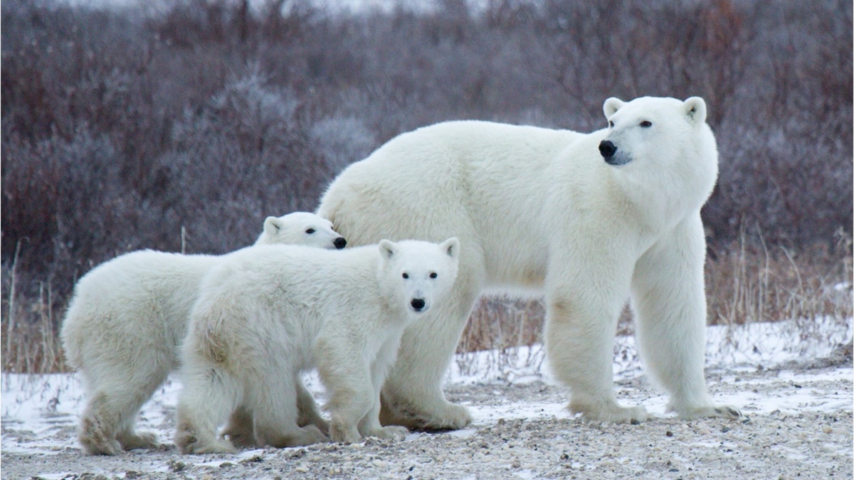 Фото с сайта: https://www.msn.com/en-gb/news/world/scientists-observe-polar-bear-cubs-emerging-from-dens-for-first-time-ever/vi-AA1zZN0J