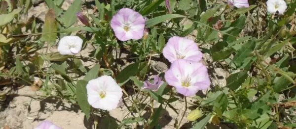    Фото: Россельхозцентр Веселовские вести