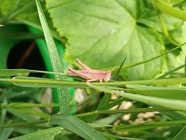 В Твери увидели очень редкого кузнечика. Розового