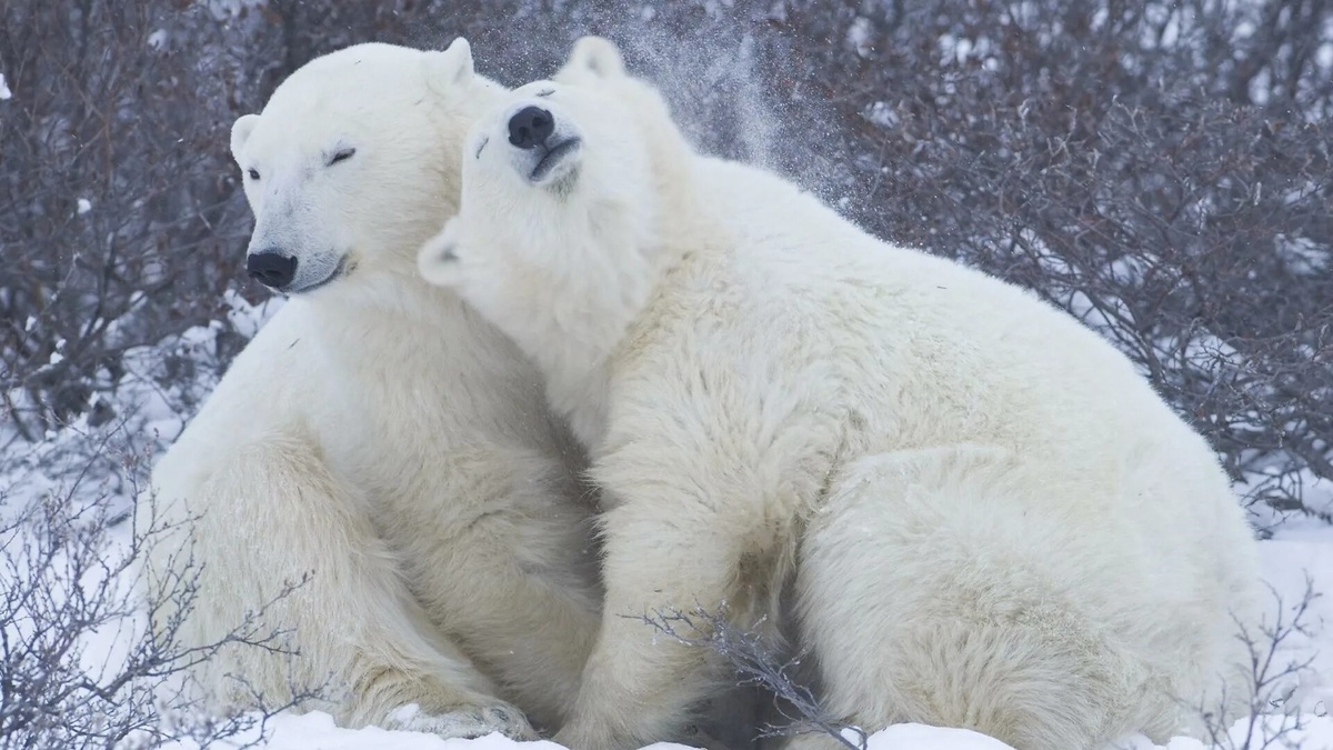 Фото с сайта: https://hdwallsbox.com/snow-animals-bears-polar-wallpaper-40147/