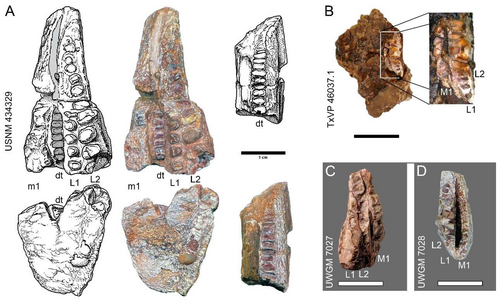 Голотип беесиво