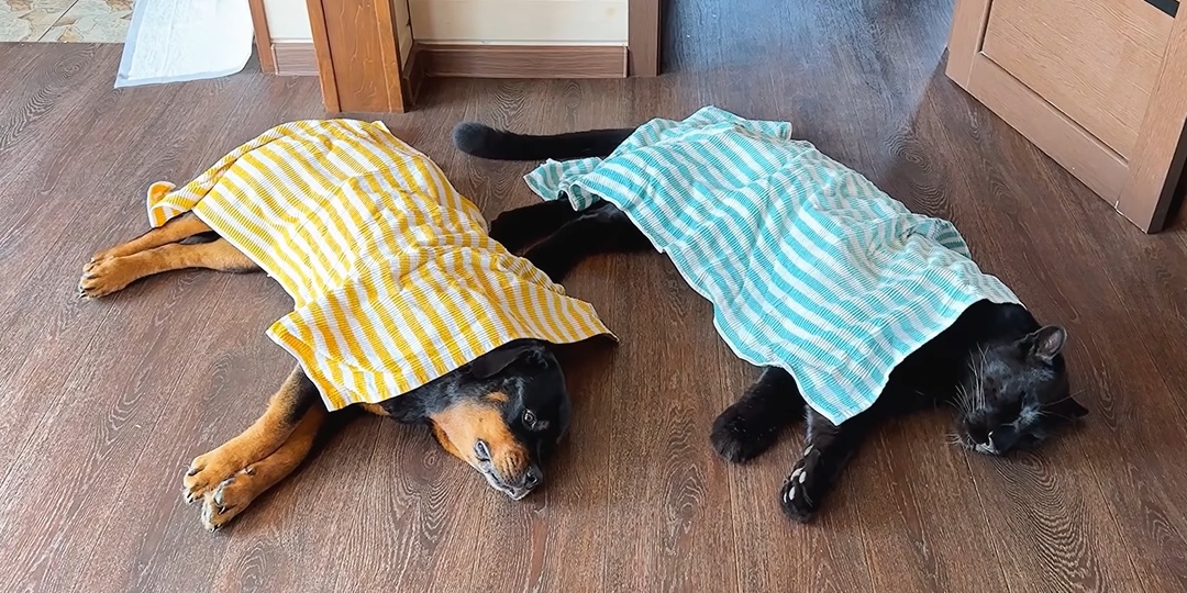 Мы вернулись! Лето, комары и чудо-трава от Луняши! 🐾