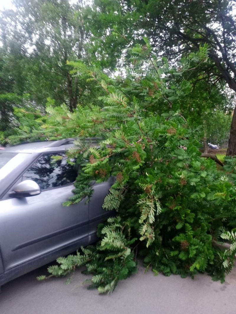    Ураганный ветер обрушил ветки дерева на автомобиль в ПетрозаводскеДТП Петрозаводска и Карелии