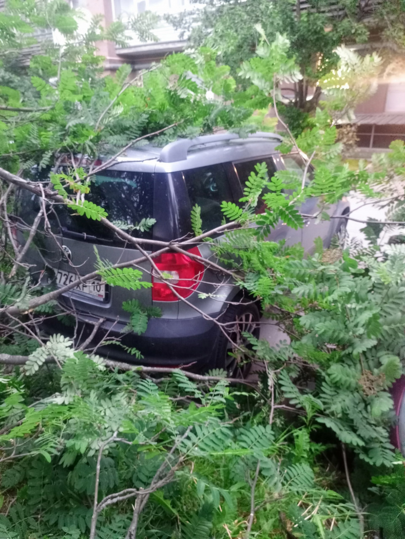    Ураганный ветер обрушил ветки дерева на автомобиль в ПетрозаводскеДТП Петрозаводска и Карелии