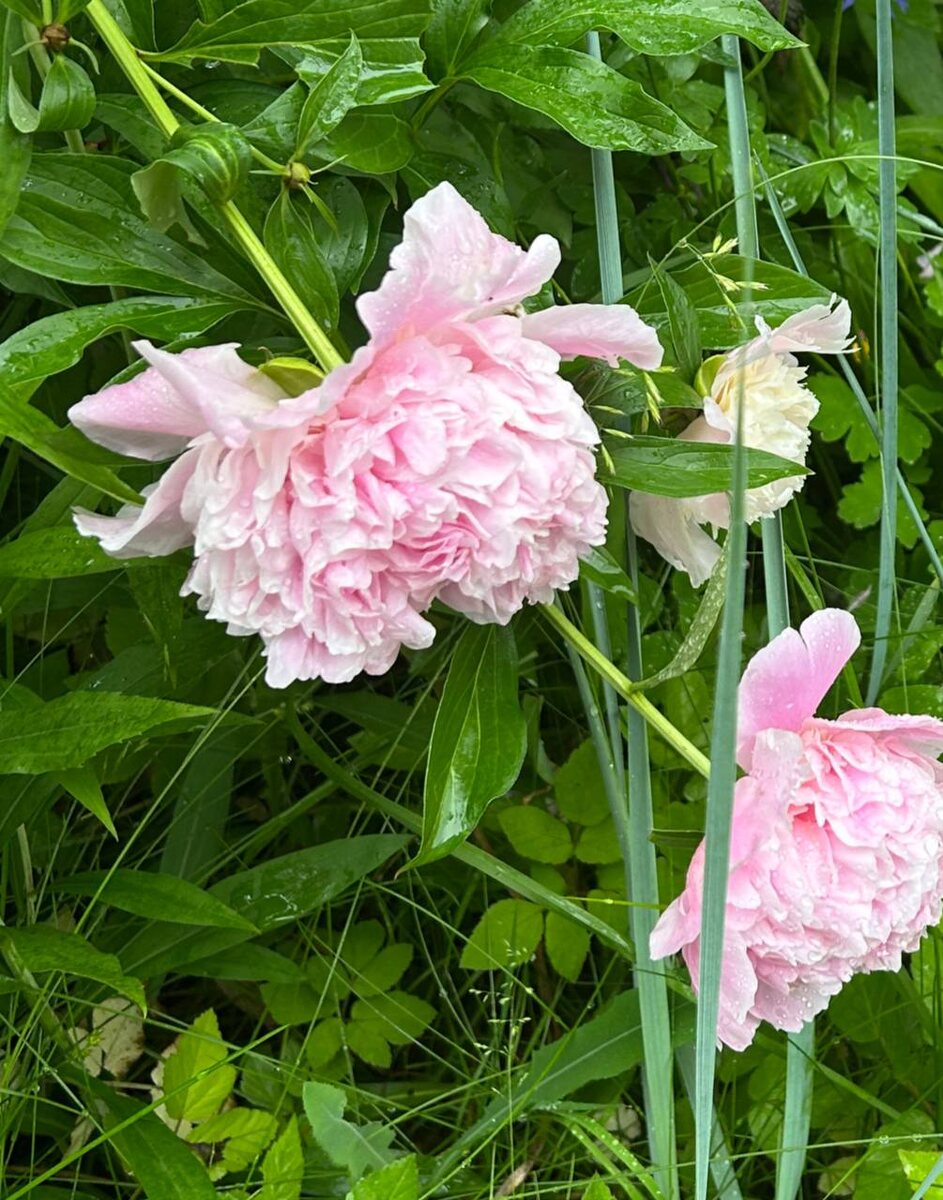 фото Е Иолтуховской