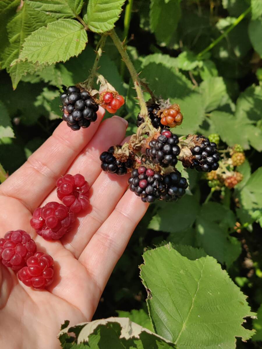 утренний урожай во вкусный завтрак