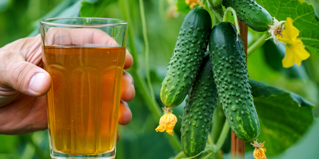 Чем удобрять огурцы в июле, чтобы они плодоносили до октября (7 видов подкормок + защита от вредителей)