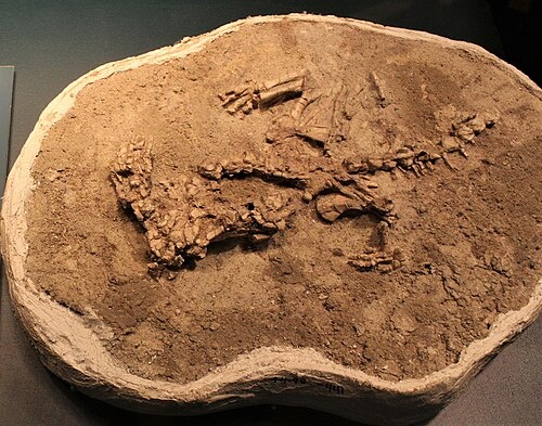 Голотип исалоринха 