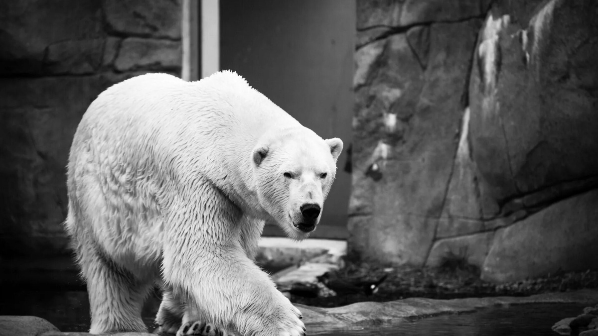 Фото с сайта: https://wallpapercrafter.com/266328-black-and-white-shot-of-polar-bear-walking-in-zoo-.html