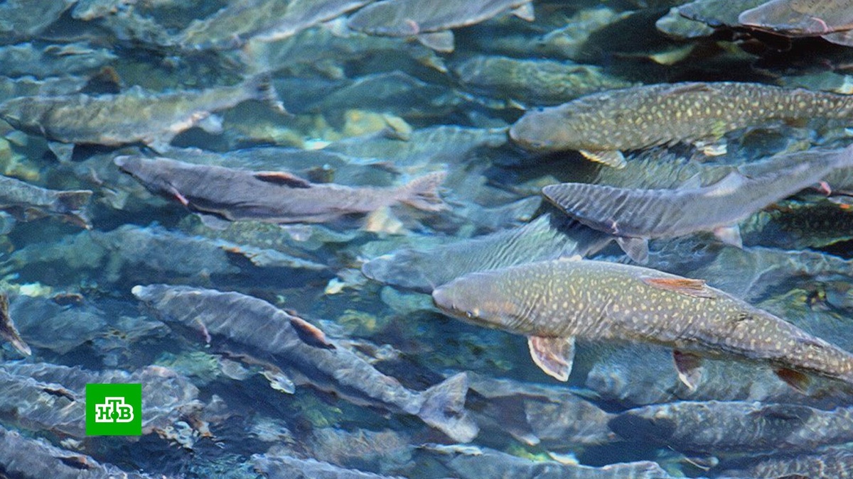    Россиянам предложили выпустить в реки «собственную» стаю тихоокеанских лососей