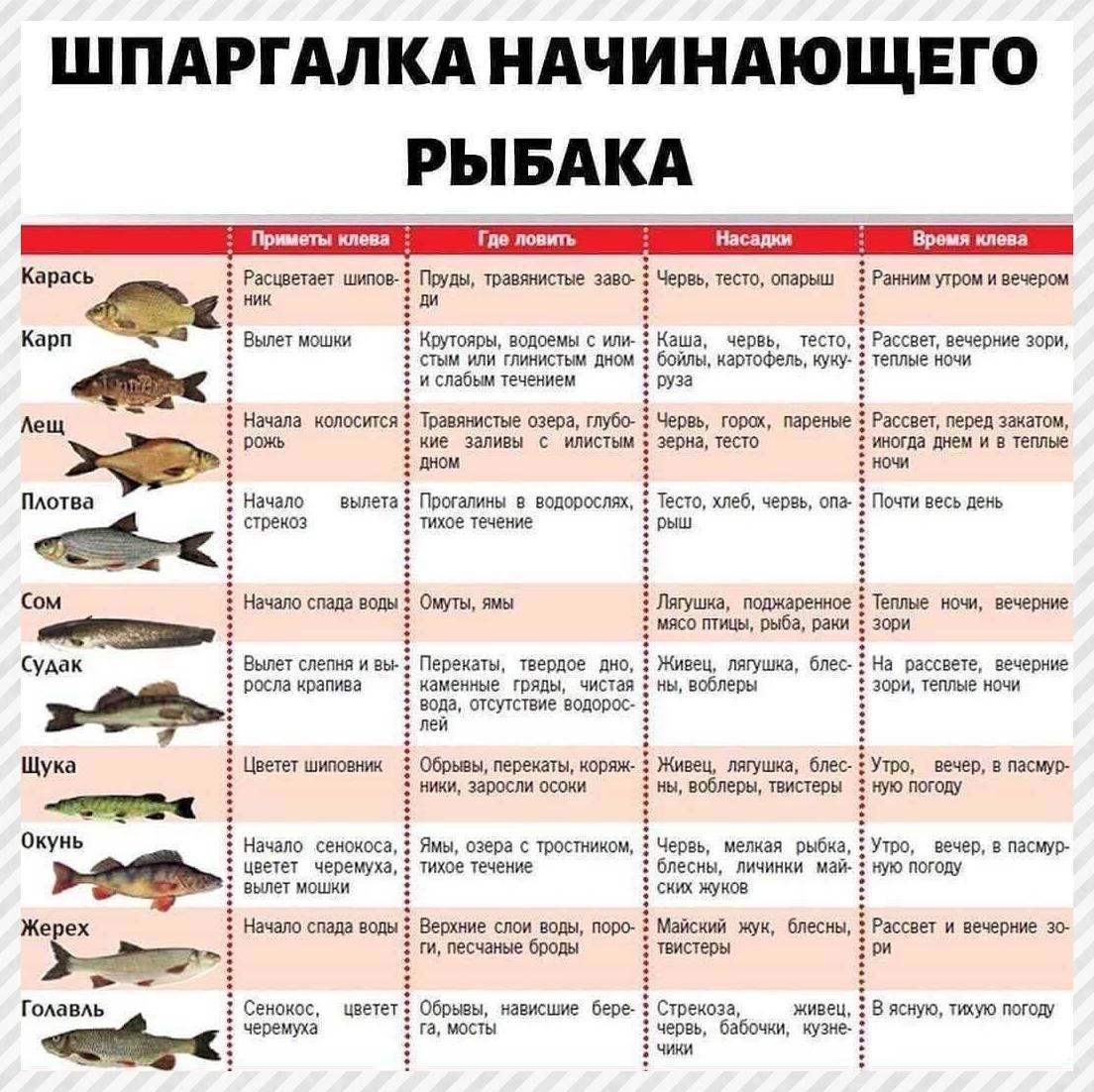 Фото с сайта: https://sun9-16.userapi.com