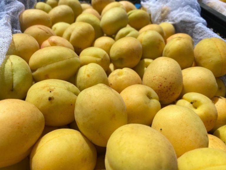    В Оренбуржье не пустили заражённые плодожоркой фрукты Мария Чалкина