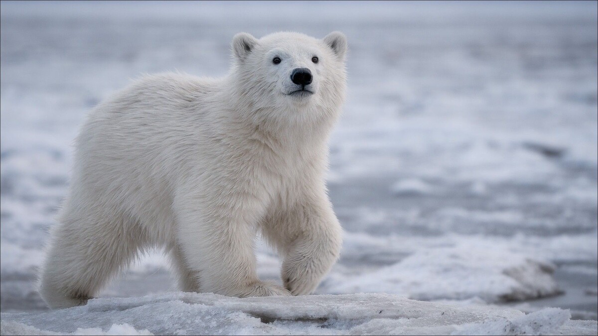 Фото с сайта: https://www.pinterest.com/pin/692639617669749768/