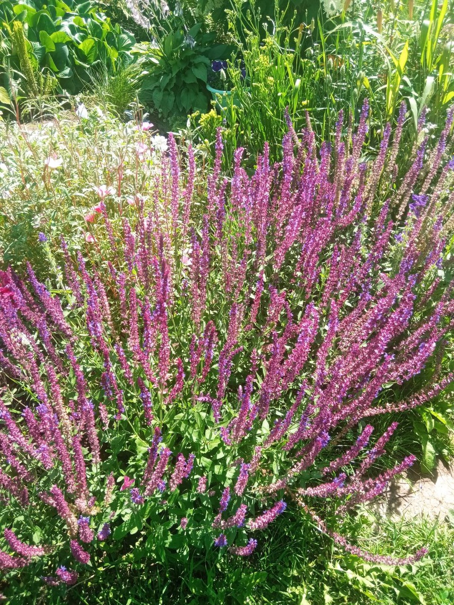Шалфей Пышный (Дубравный). Фото автора канала.