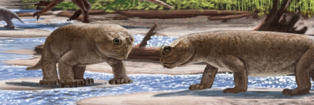 Супрадапедоны.