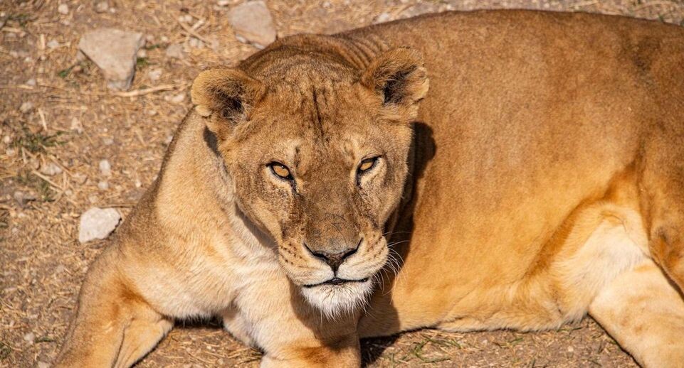    РИА «Новости»