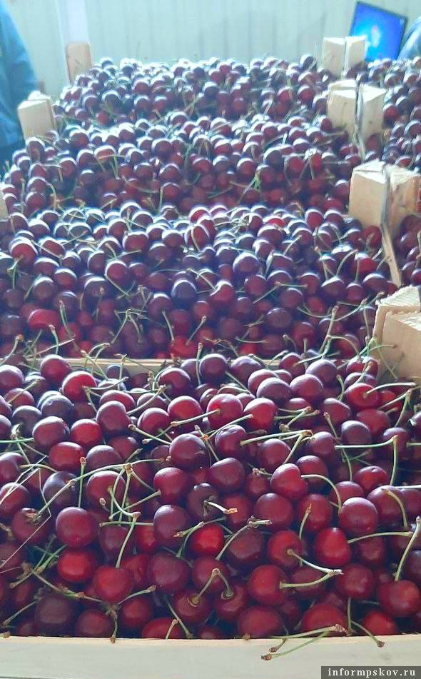 Фото здесь и далее: пресс-служба Северо-Западного межрегионального управления Россельхознадзора