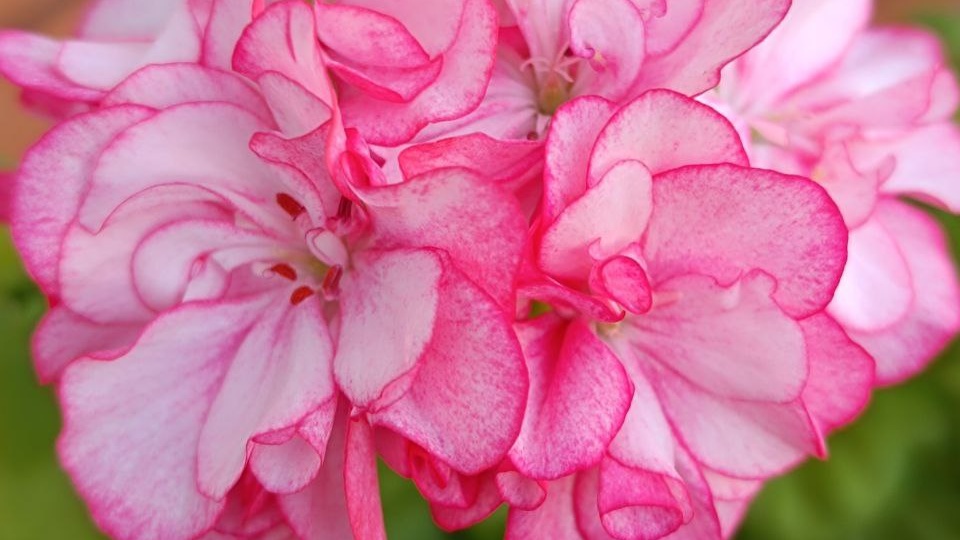 Пеларгониям жарко! Что делать?