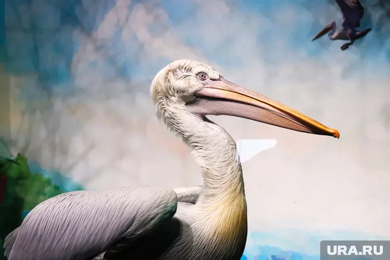 Пеликаны считаются чрезвычайно редким видом
Фото: Размик Закарян © URA.RU