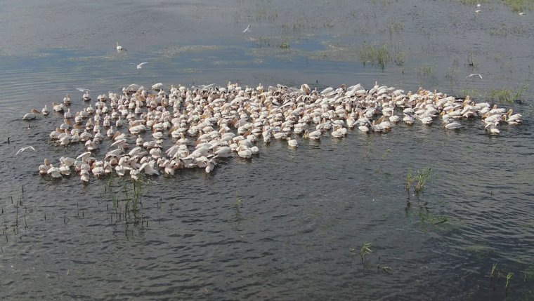 В стае насчитывается 450 особей
Фото: ВКонтакте/Владимир Тарасов, Курганское отделение Союза охраны птиц России