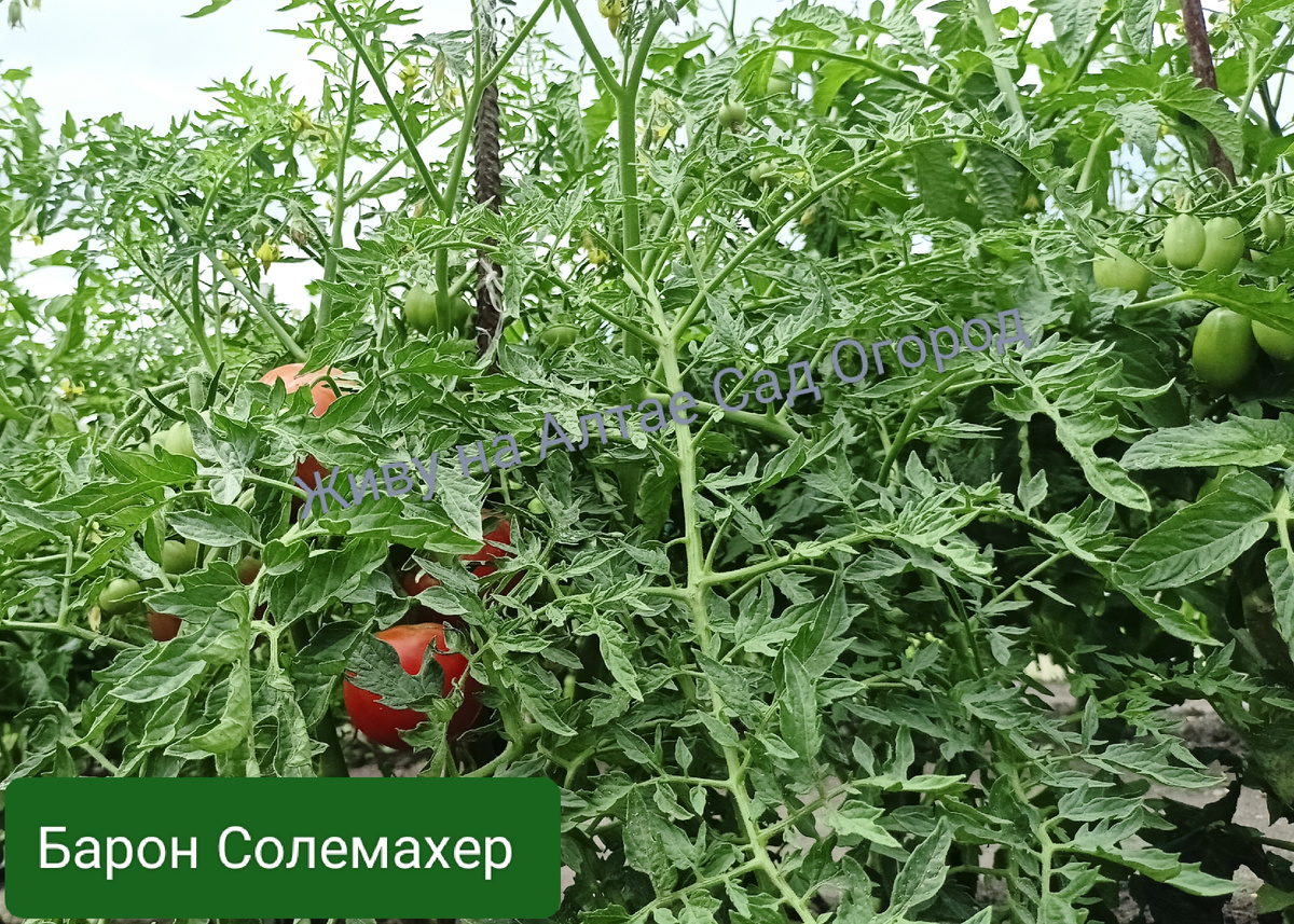 Открытый грунт 2025