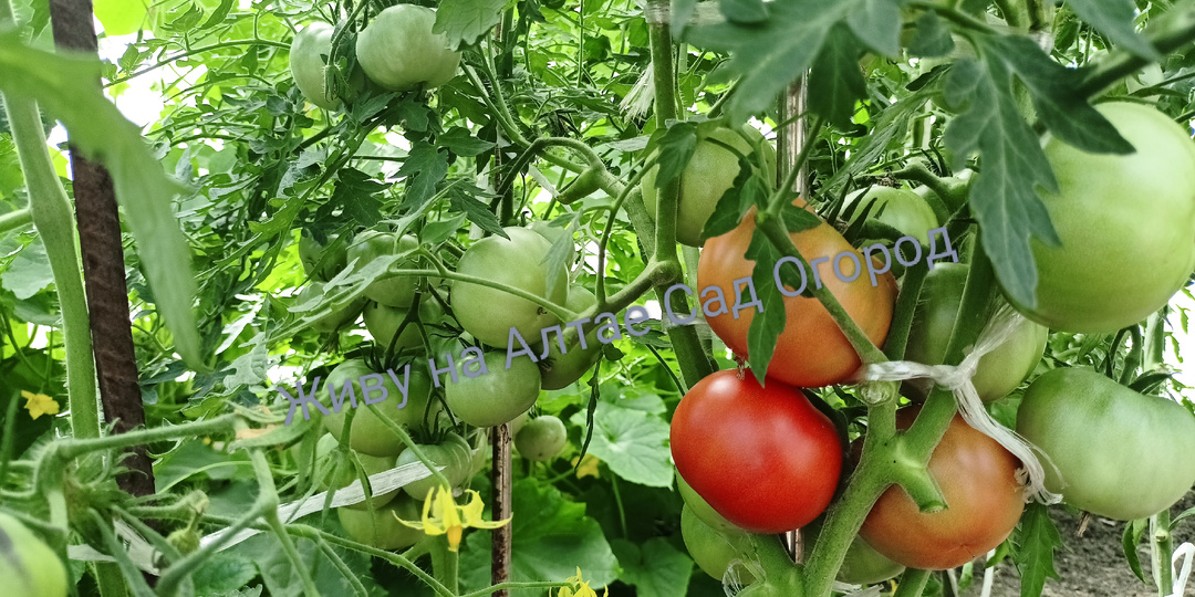 Ранние низкорослые сорта томатов в  разрезе и на вкус