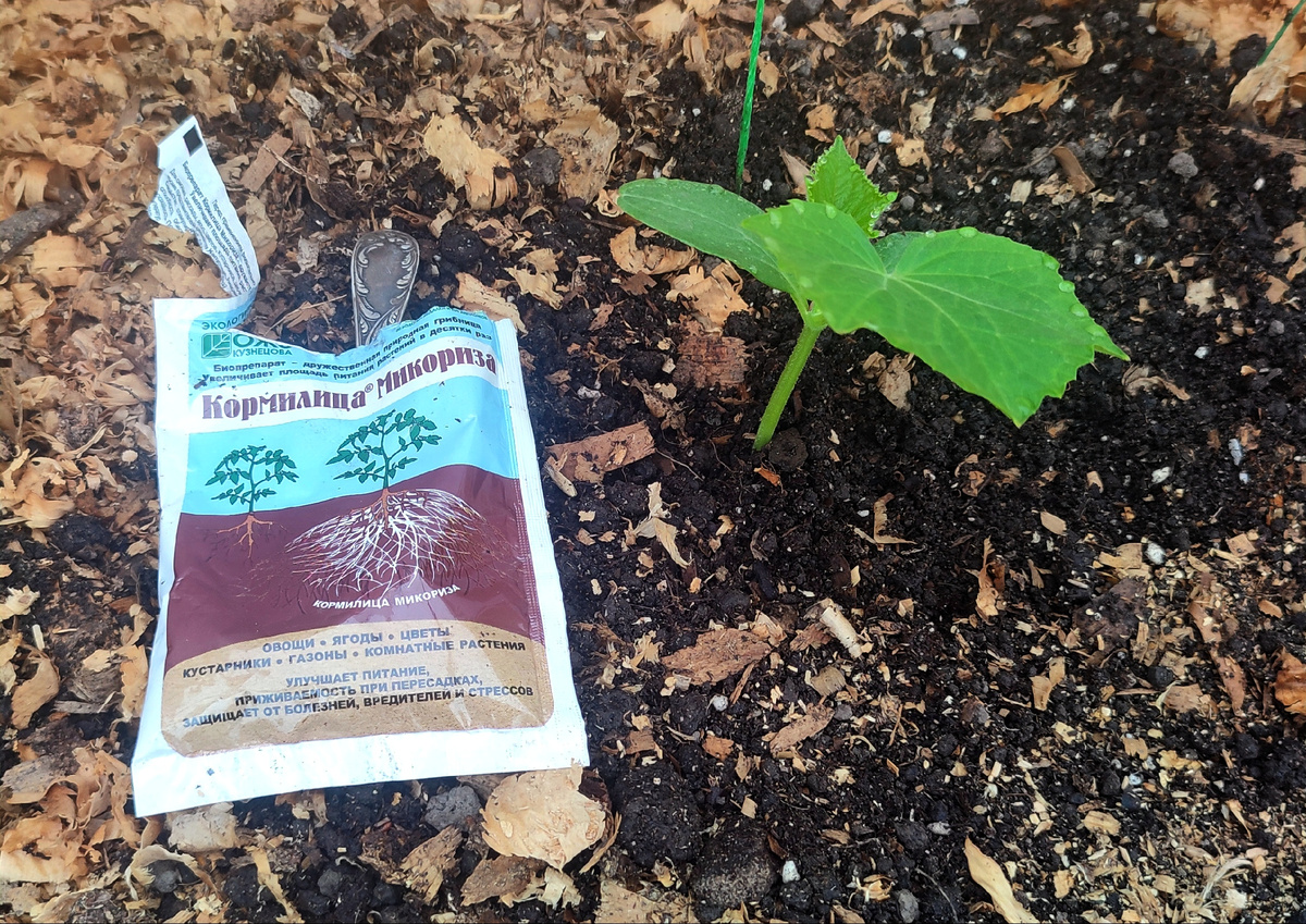 Расход на один саженец - чайная ложка препарата