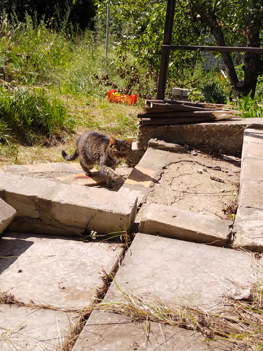 Ну да, всё выполоть не успели до грозы, а потом силы кончились. 😁