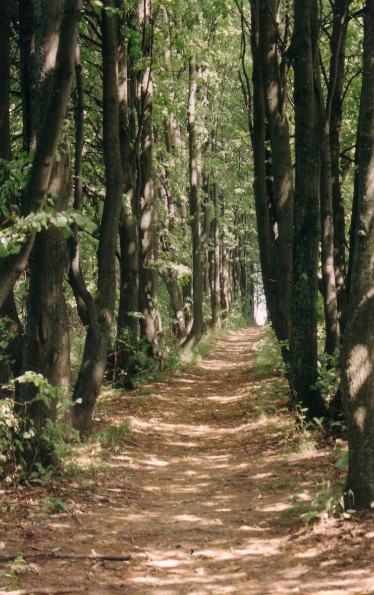 Аллея в Белино (2003г)