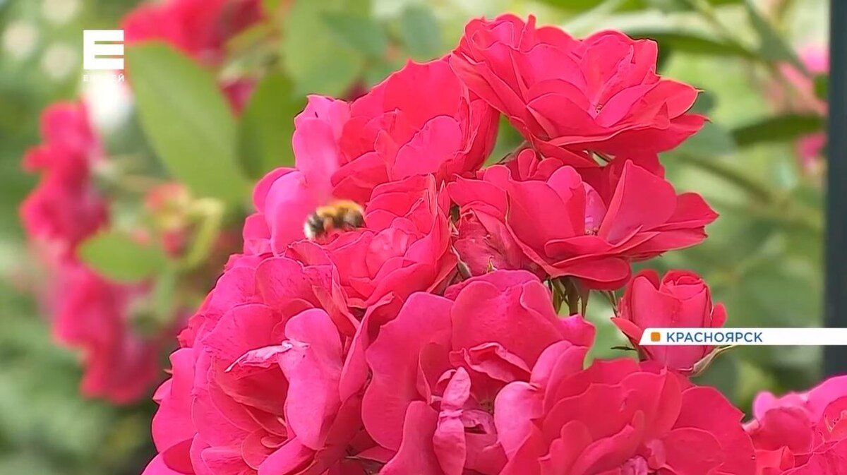     Жители красноярской многоэтажки на Семафорной разбили благоухающий сад во дворе