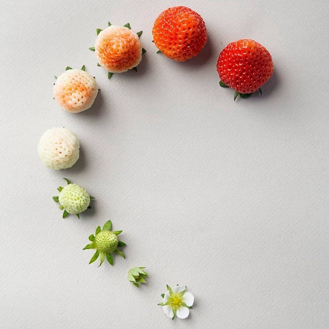 Из цветочка в клубнику. Фото из pinterest.