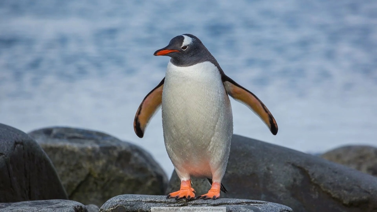 Фото с сайта: https://ornella.club/2286-pingvinoobraznye-pticy.html